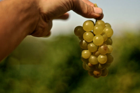 MOSCATO D'ASTI 2021